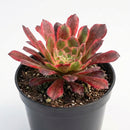 2 inch Aeonium Venus, colorful live succulents, red leaves plants, Aeonium Venus for sale, buy Aeonium Venus online