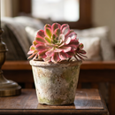 8-pack of 2" live plants for sale. Pick eight favorite plants and enjoy a variety of compact plants in 2" pots. Great for plant collections, gifting, decorating small spaces, and indoor gardening.