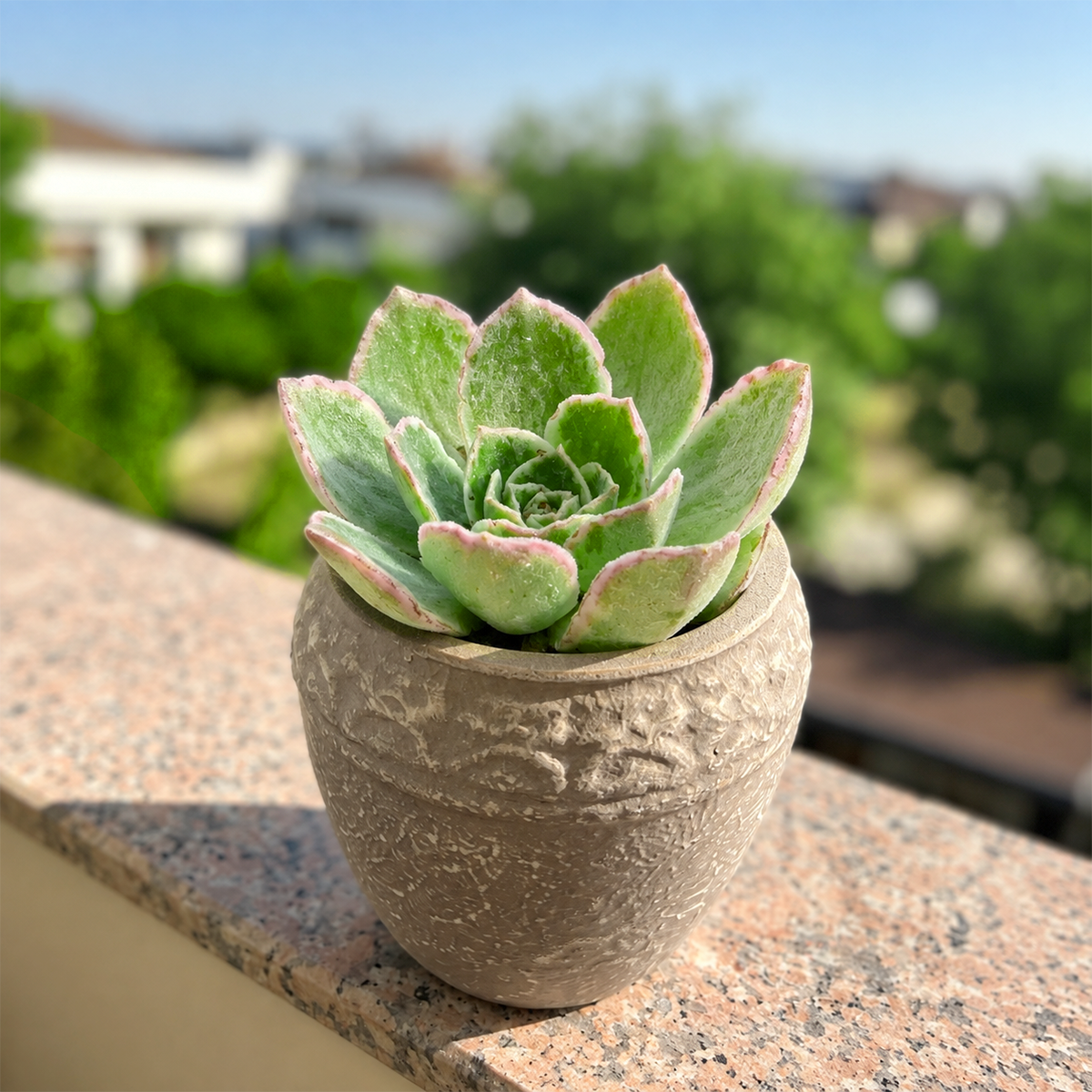 Aeonium 'Fluctuation' live plant for sale. This striking succulent forms rosettes of fleshy green leaves with colorful edges. Easy to care for, it thrives in bright light, well-draining soil, and occasional watering.
