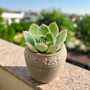 8-pack of 2" live plants for sale. Pick eight favorite plants and enjoy a variety of compact plants in 2" pots. Great for plant collections, gifting, decorating small spaces, and indoor gardening.