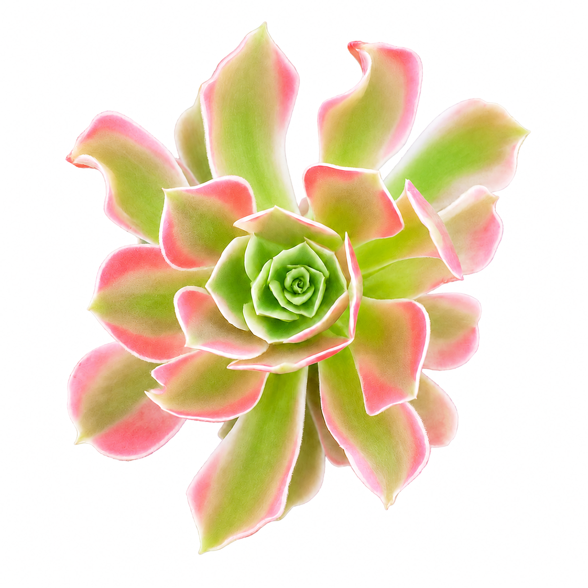 2 inch Aeonium 'Wheels of Asperation' for sale, ornamental branching succulent plant, large architectural succulent rosettes, green succulent with burgundy red edges, exotic Aeonium collector plant, drought tolerant succulent for indoor and outdoor gardens