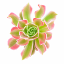 buy Aeonium 'Wheels of Asperation' 2 inch online, colorful succulent for xeriscape landscaping, dramatic sculptural succulent form, premium collector succulent, lush evergreen rosette succulent, elegant patio and garden accent
