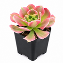 buy Aeonium 'Wheels of Asperation' 2 inch online, colorful succulent for xeriscape landscaping, dramatic sculptural succulent form, premium collector succulent, lush evergreen rosette succulent, elegant patio and garden accent