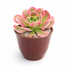buy Aeonium 'Wheels of Asperation' 2 inch online, colorful succulent for xeriscape landscaping, dramatic sculptural succulent form, premium collector succulent, lush evergreen rosette succulent, elegant patio and garden accent
