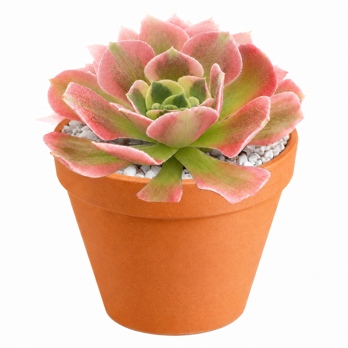buy Aeonium 'Wheels of Asperation' 2 inch online, compact branching succulent, decorative succulent arrangement centerpiece, modern minimalist succulent decor, eye-catching Aeonium specimen plant, ornamental succulent for rock gardens
