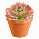 buy Aeonium 'Wheels of Asperation' 2 inch online, colorful succulent for xeriscape landscaping, dramatic sculptural succulent form, premium collector succulent, lush evergreen rosette succulent, elegant patio and garden accent