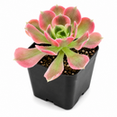 buy Aeonium 'Wheels of Asperation' 2 inch online, colorful succulent for xeriscape landscaping, dramatic sculptural succulent form, premium collector succulent, lush evergreen rosette succulent, elegant patio and garden accent