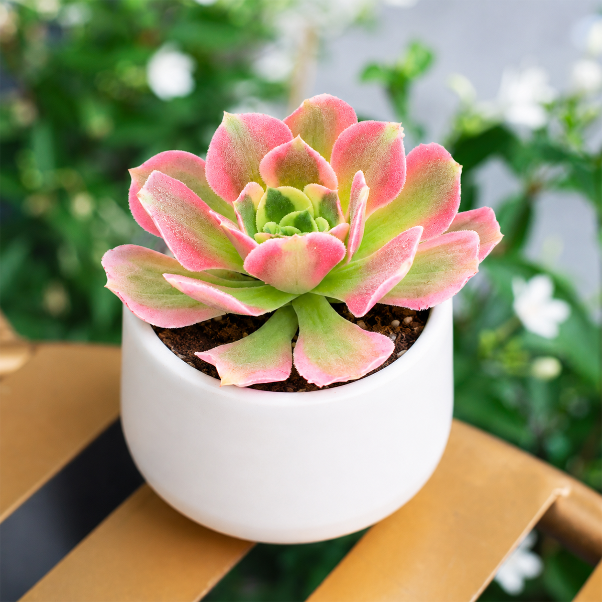 buy aeonium wheels of asperation live succulent 2 inch online, pinwheel rosette, forest green leaves, architectural form, housewarming gift