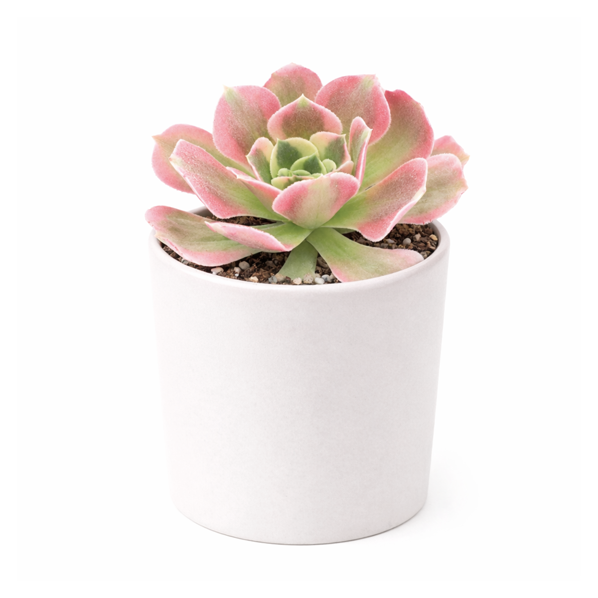 buy Aeonium 'Wheels of Asperation' 2 inch online, colorful succulent for xeriscape landscaping, dramatic sculptural succulent form, premium collector succulent, lush evergreen rosette succulent, elegant patio and garden accent