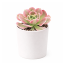 buy Aeonium 'Wheels of Asperation' 2 inch online, colorful succulent for xeriscape landscaping, dramatic sculptural succulent form, premium collector succulent, lush evergreen rosette succulent, elegant patio and garden accent