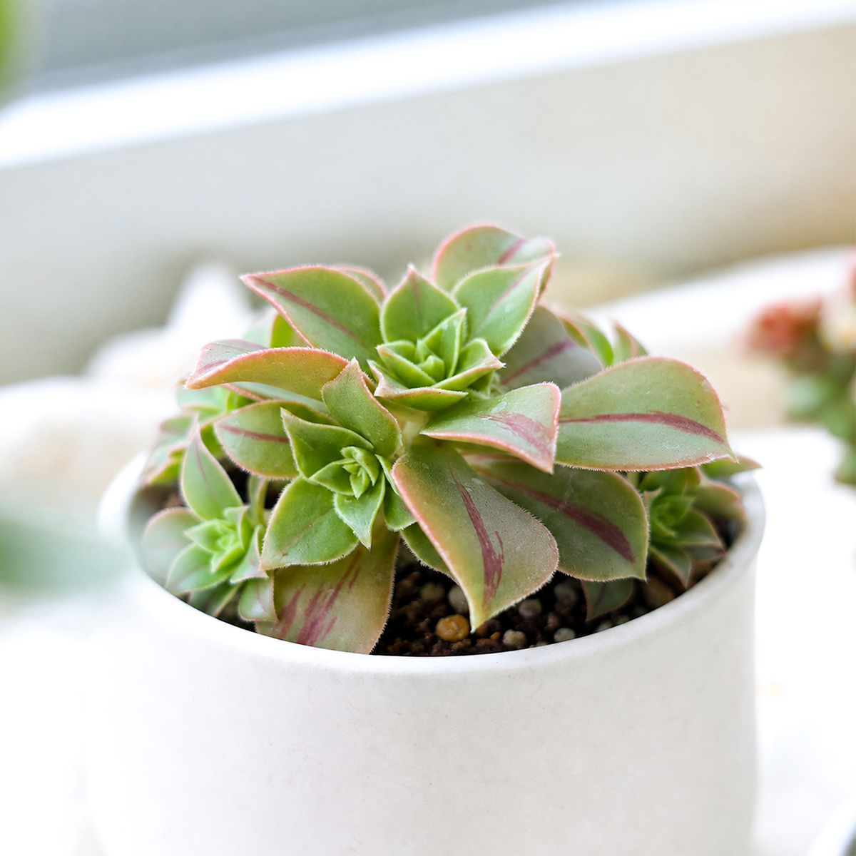 Buy Aeonium Wheels of Stripification live plant online. Aeonium Wheels of Stripification is a rare branching succulent prized for its striking symmetrical rosettes with beautifully variegated green, cream, and pink foliage that becomes even more colorful in bright light. It is an easy-to-care-for succulent that thrives in full sun to bright indirect light and well-draining soil