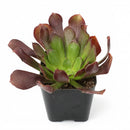 2 Inch Aeonium arboreum 'Atropurpureum' on a white background, green succulents, indoor succulents, succulent care guide, buy succulents online