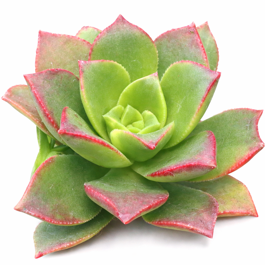 2 inch Aeonium lancerottense, green succulents, indoor succulents, succulent care guide, buy succulents online
