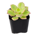 2 inch Aeonium lancerottense live plant for sale, low maintenance succulent shrub, architectural succulent plant, evergreen aeonium succulent, sun loving succulent plant