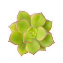 2 inch Aeonium lancerottense live plant for sale, low maintenance succulent shrub, architectural succulent plant, evergreen aeonium succulent, sun loving succulent plant