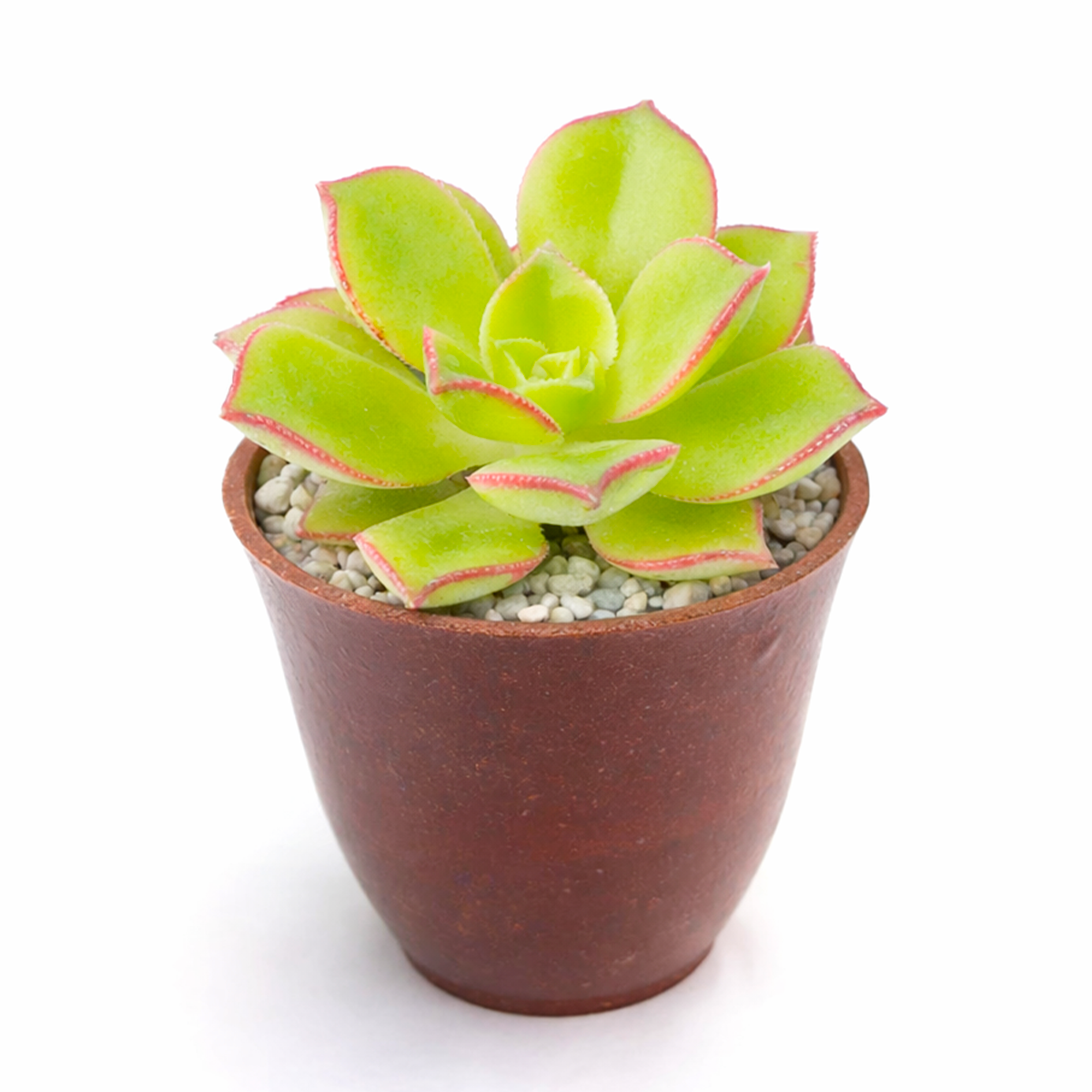 buy Aeonium lancerottense 2 inch live plant online, decorative rosette succulent, succulent for Mediterranean landscaping, hardy outdoor succulent, nursery grown aeonium plant