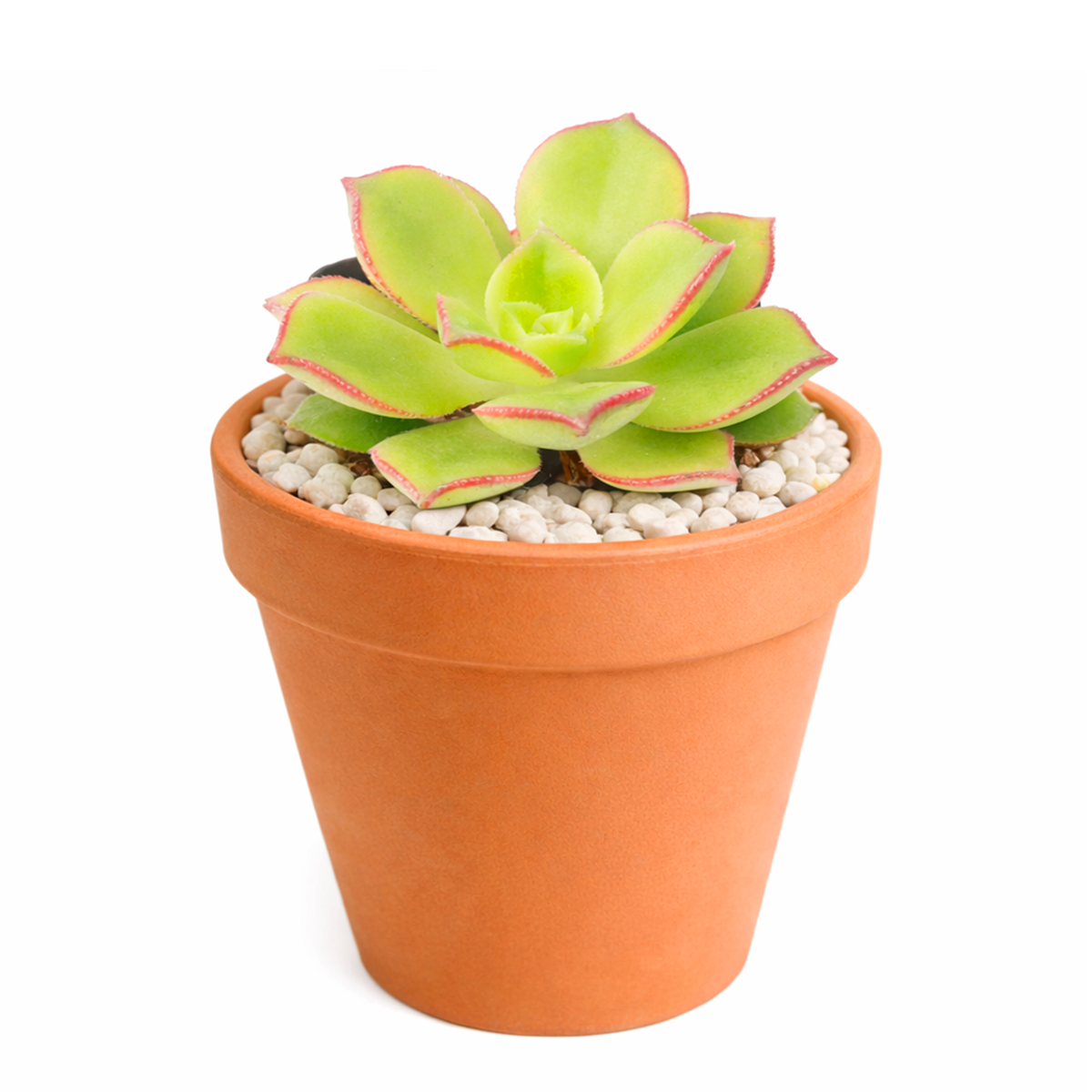 buy Aeonium lancerottense 2 inch live plant online, textured succulent foliage, succulent for container gardens, branching rosette succulent plant