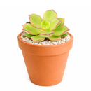 2 inch Aeonium lancerottense live plant for sale, low maintenance succulent shrub, architectural succulent plant, evergreen aeonium succulent, sun loving succulent plant