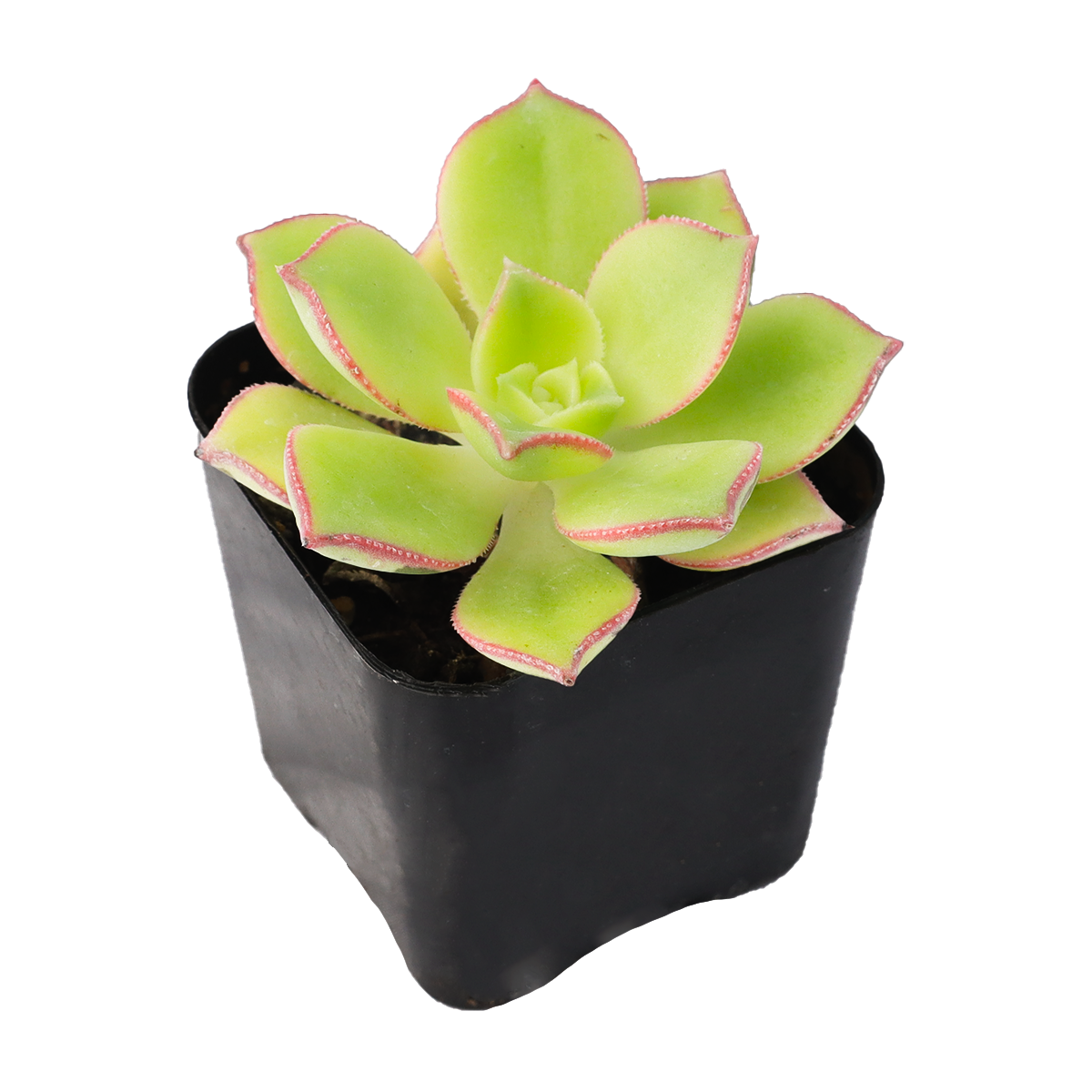 2 inch Aeonium lancerottense live plant for sale, low maintenance succulent shrub, architectural succulent plant, evergreen aeonium succulent, sun loving succulent plant