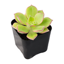 2 inch Aeonium lancerottense live plant for sale, low maintenance succulent shrub, architectural succulent plant, evergreen aeonium succulent, sun loving succulent plant