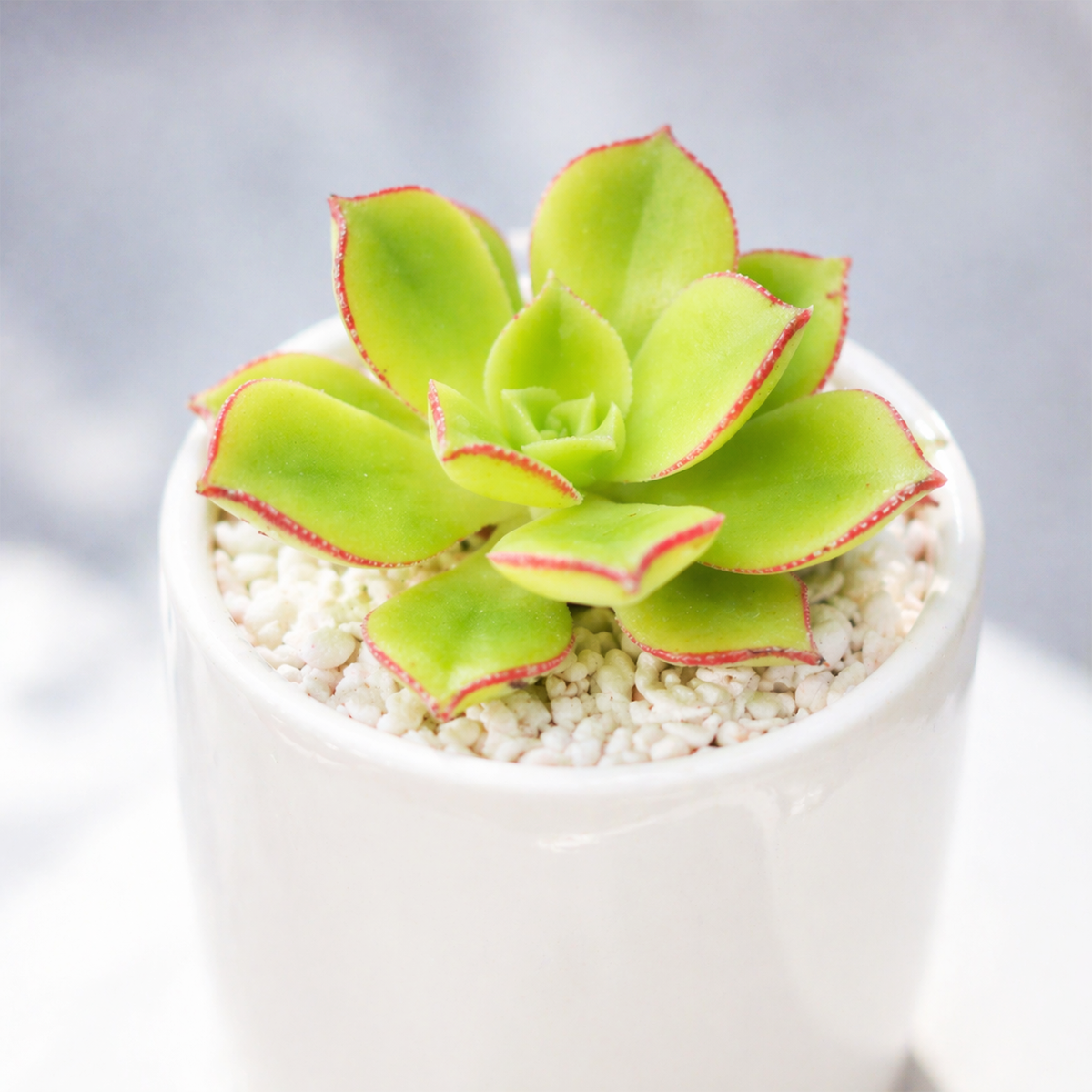 2 inch Aeonium lancerottense live plant for sale, rare Canary Islands aeonium succulent, green rosette aeonium plant, ornamental branching succulent,