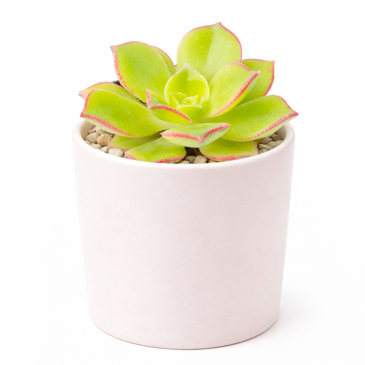 buy Aeonium lancerottense 2 inch live plant online, aesthetic succulent arrangement, collectible aeonium variety, unique succulent for plant collectors