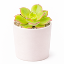 2 inch Aeonium lancerottense live plant for sale, low maintenance succulent shrub, architectural succulent plant, evergreen aeonium succulent, sun loving succulent plant