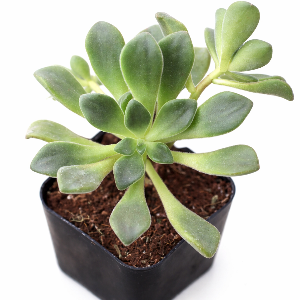 2 inch Aeonium lindleyi, green succulents, indoor succulents, succulent care guide, buy succulents online