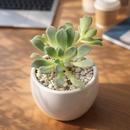 2 inch Aeonium lindleyi, green succulents, indoor succulents, succulent care guide, buy succulents online
