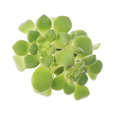 buy Aeonium lindleyi var. viscatum 'Irish Bouquet' 2 inch live plant online, nursery grown aeonium succulent, succulent for rock garden landscaping, easy care outdoor succulent