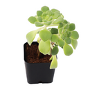 buy Aeonium lindleyi var. viscatum 'Irish Bouquet' 2 inch live plant online, nursery grown aeonium succulent, succulent for rock garden landscaping, easy care outdoor succulent