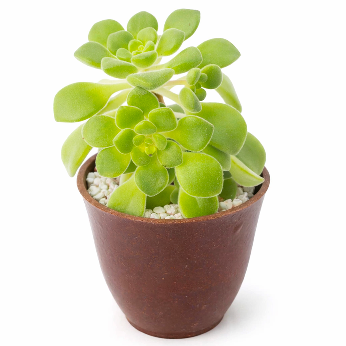 succulent plants ireland Aeonium 'Irish Bouquet' - Easy Care Succulent