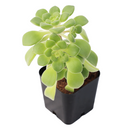 buy Aeonium lindleyi var. viscatum 'Irish Bouquet' 2 inch live plant online, nursery grown aeonium succulent, succulent for rock garden landscaping, easy care outdoor succulent