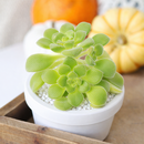buy Aeonium lindleyi var. viscatum 'Irish Bouquet' 2 inch live plant online, nursery grown aeonium succulent, succulent for rock garden landscaping, easy care outdoor succulent