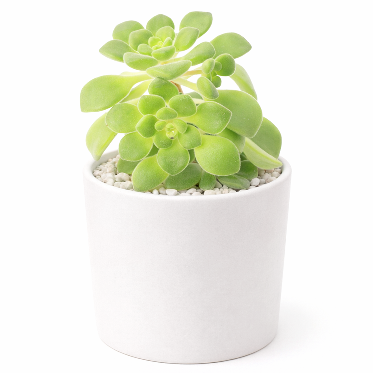 buy Aeonium lindleyi var. viscatum 'Irish Bouquet' 2 inch live plant online, nursery grown aeonium succulent, succulent for rock garden landscaping, easy care outdoor succulent
