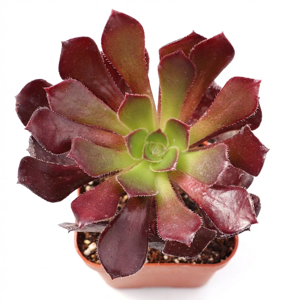 Potted Aeonium arboreum 'Atropurpureum' on a white background, green succulents, indoor succulents, succulent care guide, buy succulents online