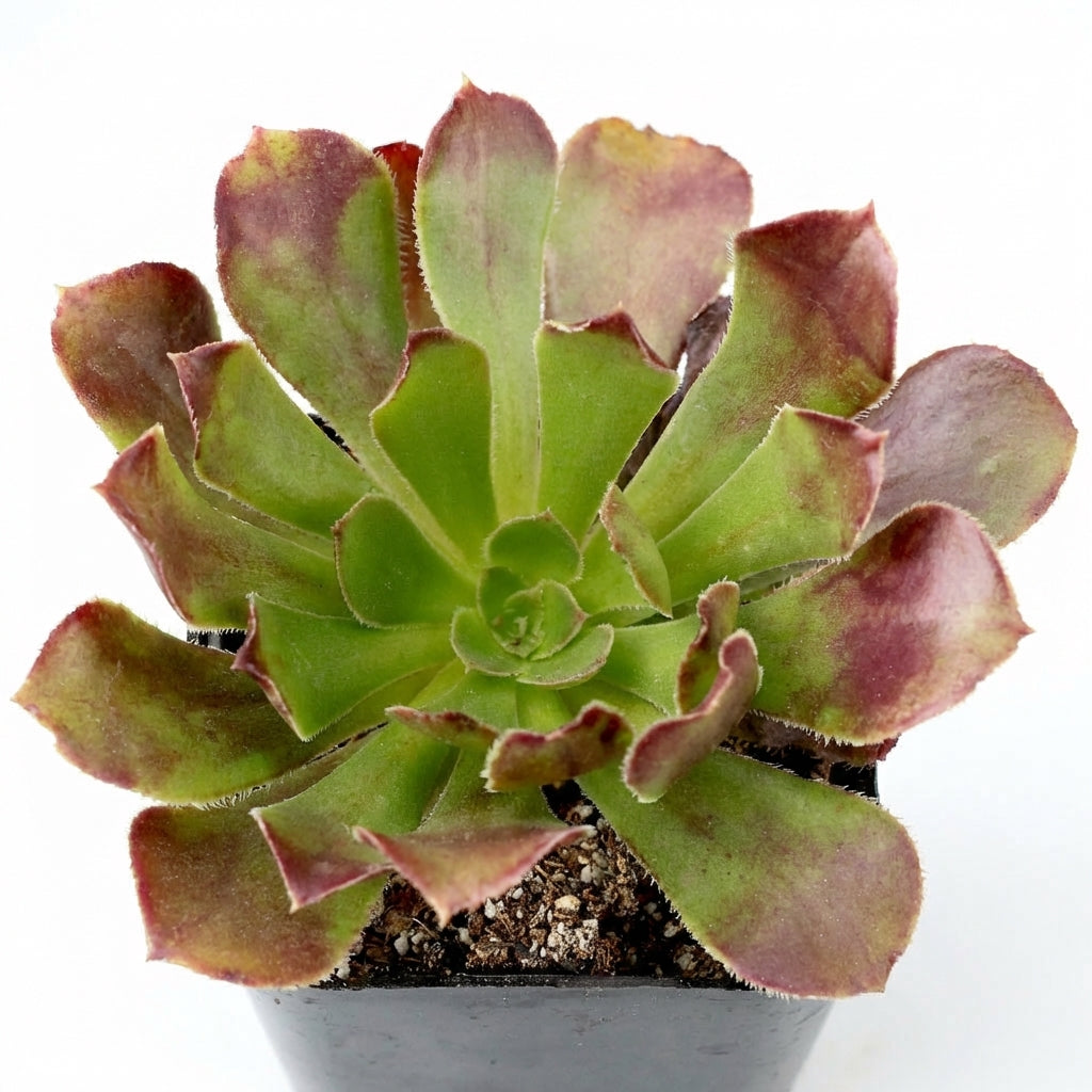 Aeonium arboreum 'Atropurpureum' in a pot on a white background, green succulents, indoor succulents, succulent care guide, buy succulents online