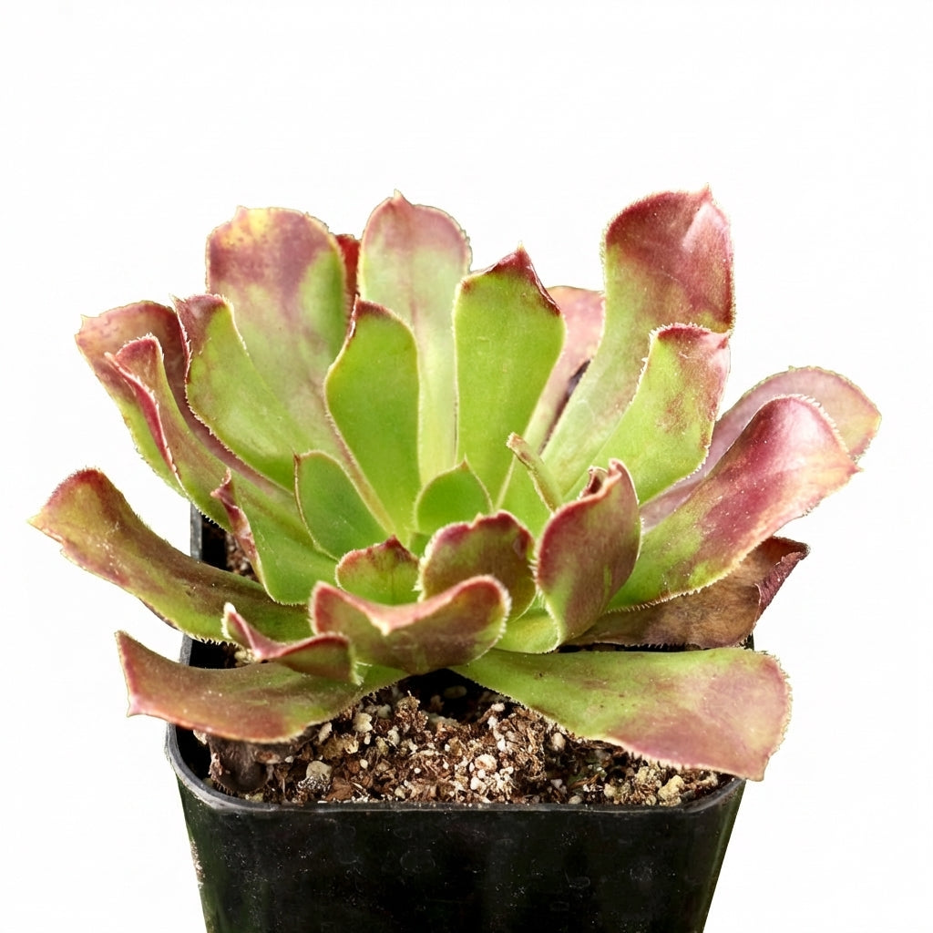 Aeonium arboreum 'Atropurpureum' in a black pot on a white background, green succulents, indoor succulents, succulent care guide, buy succulents online