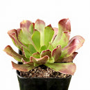 2 Inch Aeonium arboreum 'Atropurpureum' on a white background, green succulents, indoor succulents, succulent care guide, buy succulents online