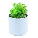 Aeonium Aureum 'Green Mountain Rose' for Sale, Aeonium Aureum 'Green Mountain Rose' succulent care, Aeonium Aureum 'Green Mountain Rose', Aeonium Aureum 'Green Mountain Rose' plant, types of succulents, aeonium, succulent definition, mountain rose succulent, succulent care guide, Succulents shop near me, succulent care, succulents store in CA, succulents garden, succulent plant, monthly succulents, Aeonium Aureum 'Green Mountain Rose' in California, How to grow Aeonium Aureum 'Green Mountain Rose'