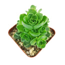 Aeonium Aureum 'Green Mountain Rose' for Sale, Aeonium Aureum 'Green Mountain Rose' succulent care, Aeonium Aureum 'Green Mountain Rose', Aeonium Aureum 'Green Mountain Rose' plant, types of succulents, aeonium, succulent definition, mountain rose succulent, succulent care guide, Succulents shop near me, succulent care, succulents store in CA, succulents garden, succulent plant, monthly succulents, Aeonium Aureum 'Green Mountain Rose' in California, How to grow Aeonium Aureum 'Green Mountain Rose'