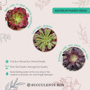 Aeonium Mardi Gras, Succulents, succulent care guide, Succulents shop near me, succulent care, succulents store in CA, succulents garden, succulent plant, monthly succulents, Aeonium Mardi Gras in California, How to grow Aeonium Mardi Gras