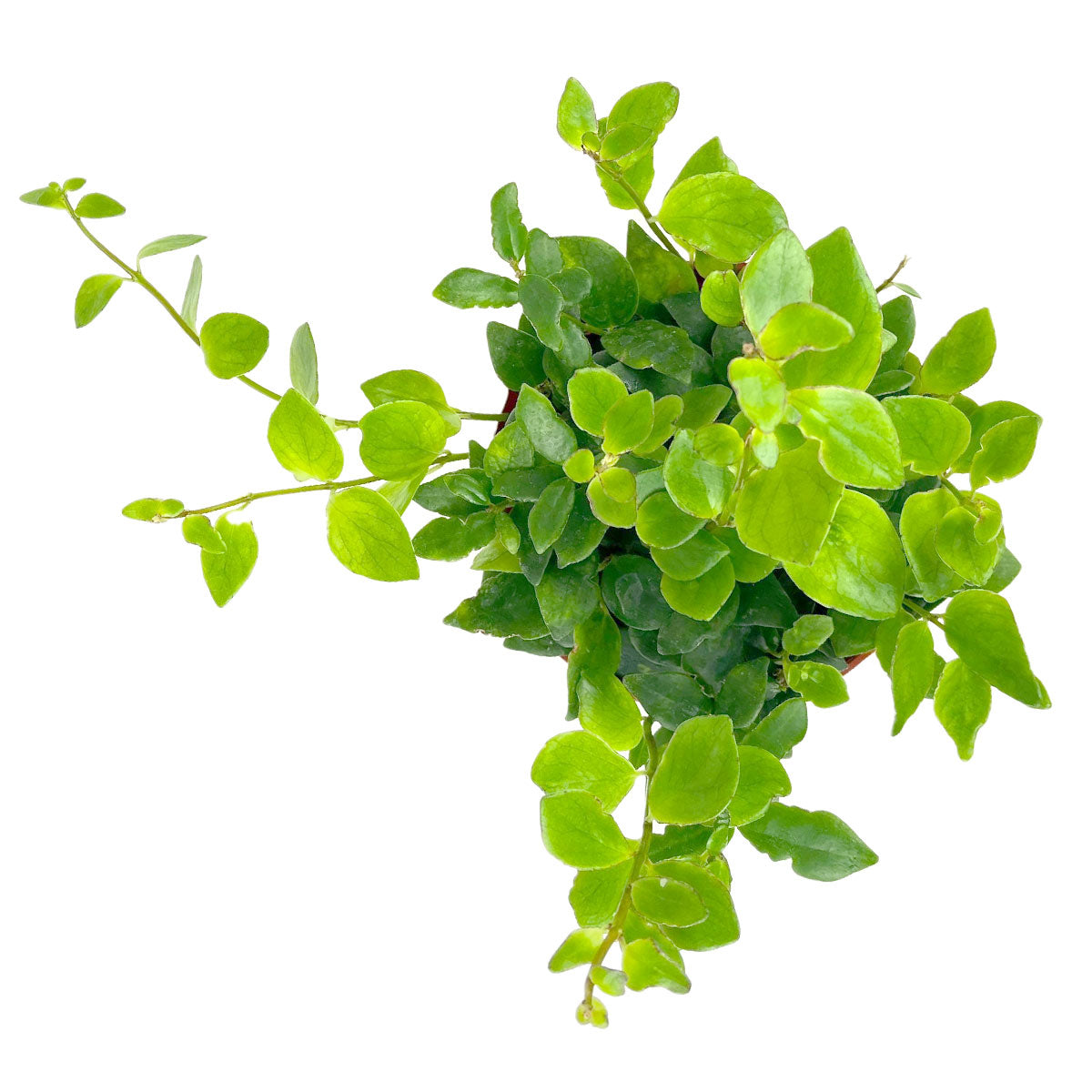 Red tubular flowers houseplant, 6 inch houseplants, buy houseplant online in ca, houseplant for sale near me