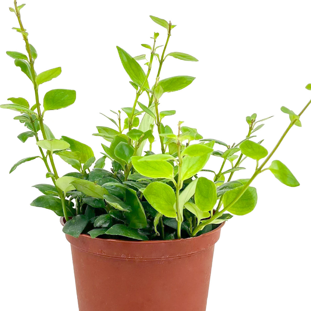 Aeschynanthus radicans Red Lipstick trailing plant, live indoor plants for sale, 4 inch live houseplant, flowering houseplants