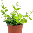 Lipstick vine red houseplants, Red tubular flowers houseplant, 6 inch houseplants