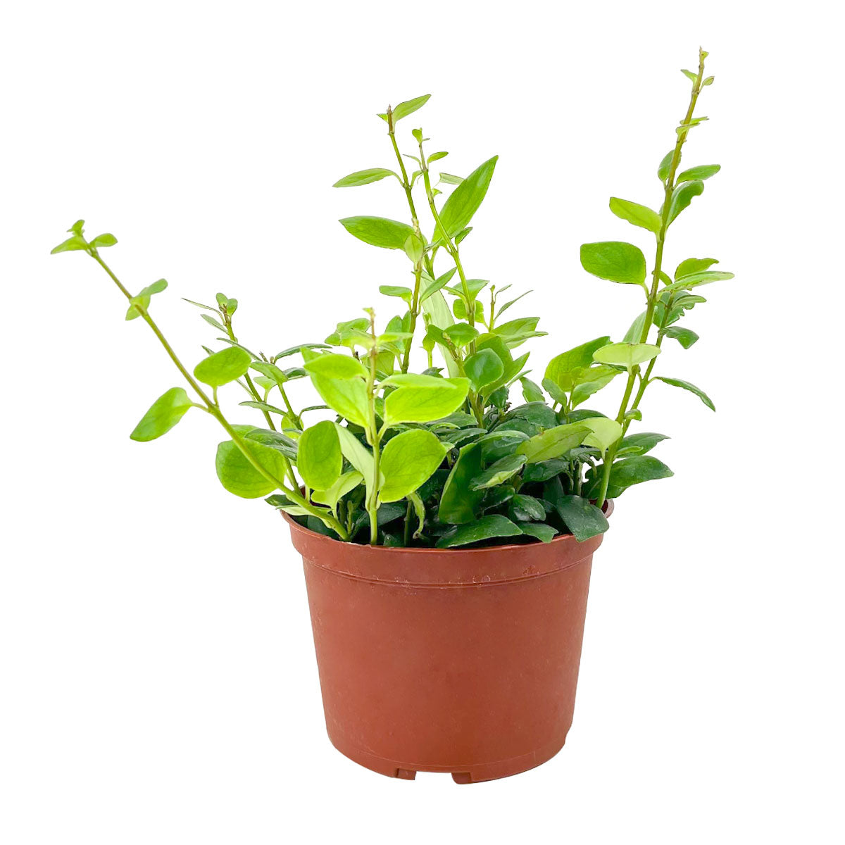 Aeschynanthus Radicans Red Lipstick Vine Plant, Buy Trailing Houseplants Online, 4 inch flowering plant