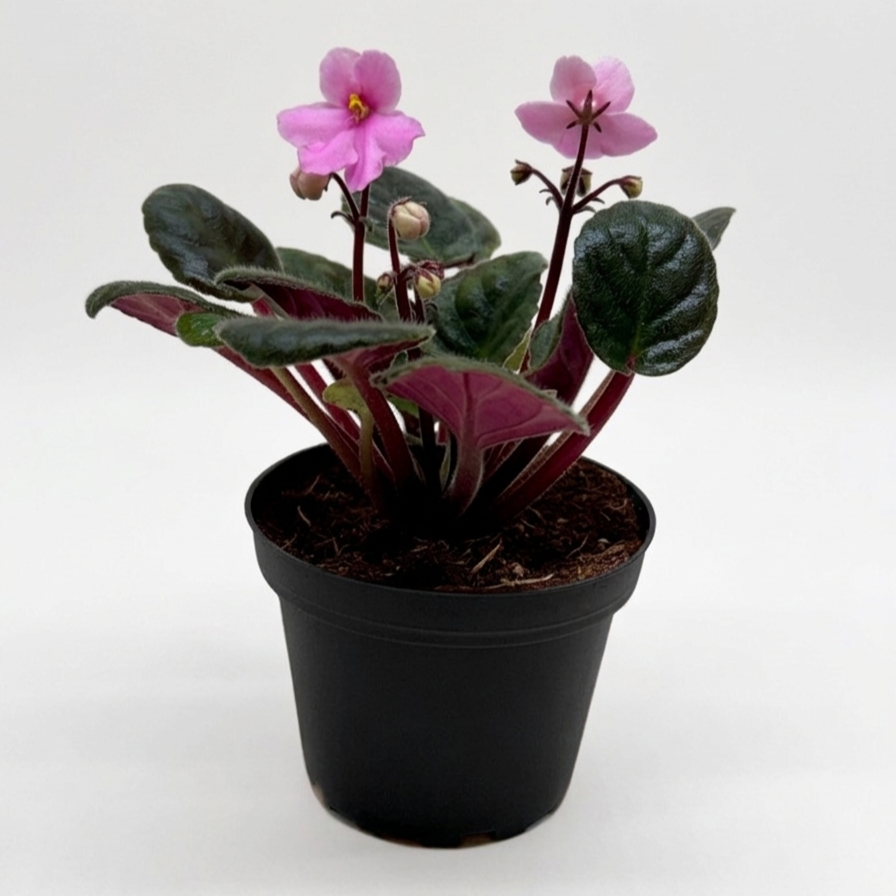 Buy 4 inch Pink African Violet plant online, Saintpaulia ionantha, Pet-friendly houseplants for your home, Best office desk plants, Year-round blooming houseplant