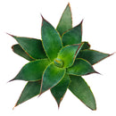 buy 2 inch agave blue glow online drought tolerant plant, ornamental agave blue glow with glowing leaf edges, low maintenance agave for desert style landscaping