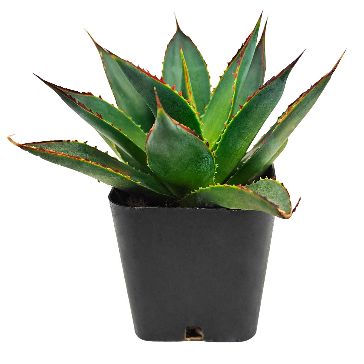 agave succulent Maguey Chato Agave Succulent for Sale 2 inch by Succulents Box
