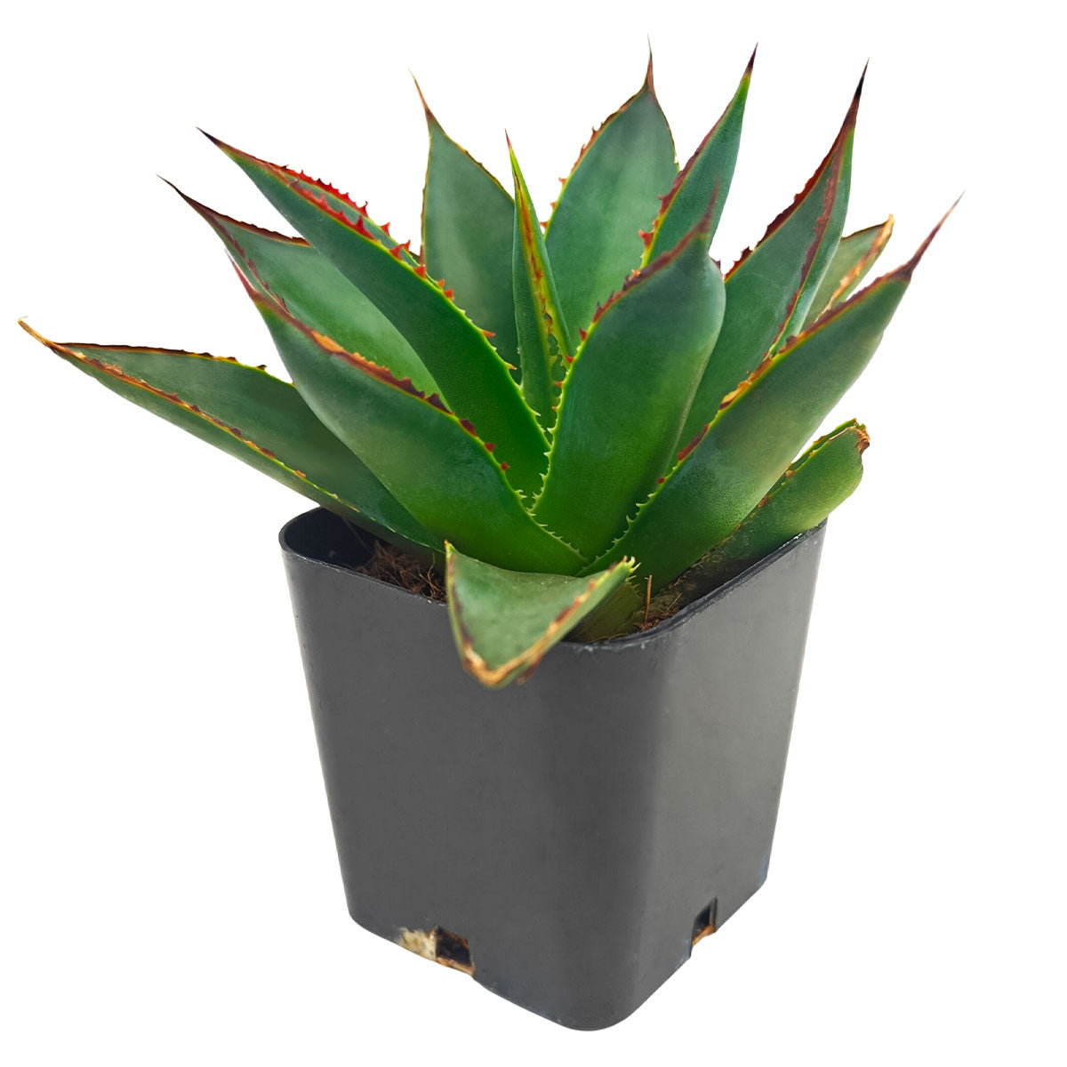 buy succulents online, drought-tolerant plants, succulent arrangements, succulent propagation
